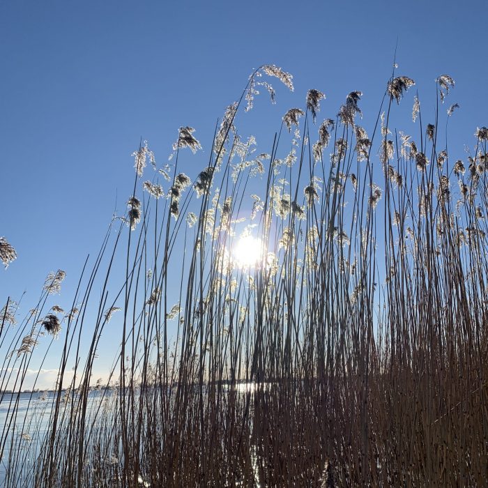 Kollmar Strand Schilf